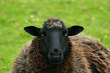 Le mouton noir de la famille : une bénédiction transgénérationnelle